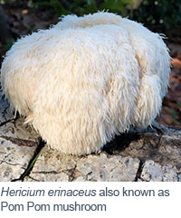 Hericium erinaceus also known as Pom Pom mushroom